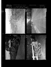 Pollinating flowers (4 Negatives) (July 25, 1958) [Sleeve 50, Folder d, Box 15]