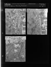 Spring feature - flowers (3 Negatives), March 25-26, 1958 [Sleeve 65, Folder c, Box 14]