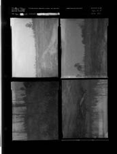 Woods (4 Negatives), April 10-11, 1958 [Sleeve 32, Folder d, Box 14]