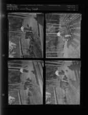 Pig feature (4 Negatives) (December 3, 1957) [Sleeve 4, Folder c, Box 13]