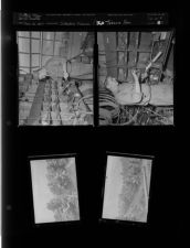 Industry pictures; Tobacco farm (4 Negatives) (June 26, 1957) [Sleeve 32, Folder b, Box 12]