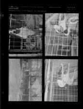 Feature on dog pound (4 Negatives) (March 17, 1956) [Sleeve 4, Folder a, Box 10]