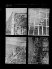 Feature on dog pound (4 Negatives) (March 17, 1956) [Sleeve 5, Folder a, Box 10]