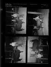 Fat stock show (4 Negatives), March - July 1956, undated [Sleeve 17, Folder d, Box 10]