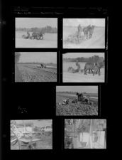 Replanting tobacco; Miscellaneous (7 Negatives), March - July 1956, undated [Sleeve 37, Folder g, Box 10]