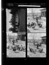 Feature Farm - 4 H club, chickens; Pine Grove education building (4 Negatives (March 5, 1955) [Sleeve 16, Folder d, Box 6]