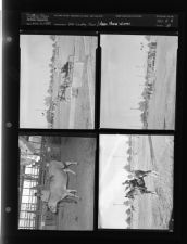 Pitt County fair; Horse show winner (4 Negatives) October 11-16, 1954 [Sleeve 38, Folder b, Box 5]