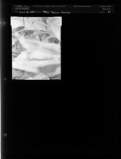 Tobacco machine (1 Negative) (June 26, 1954) [Sleeve 68, Folder c, Box 4]