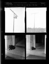 Joyce's kitty up a pole (4 Negatives) (July 15, 1954) [Sleeve 37, Folder d, Box 4]