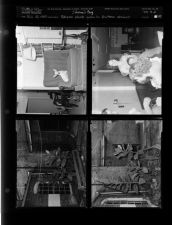 Edwina's dog; Tobacco plants growing in business district (4 Negatives) (July 22, 1954) [Sleeve 49, Folder d, Box 4]