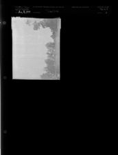 Tree line (1 Negative) (August 18, 1954) [Sleeve 13, Folder f, Box 4]