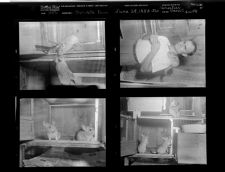 Chinchilla Farm - Mrs. James Ray Stancott (4 Negatives), 1950 [Sleeve 20, Folder c, Box 1]