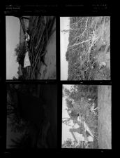 Storms (4 Negatives), 1950 [Sleeve 73, Folder c, Box 1]