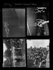 Basketball; Winterville Tobacco (4 Negatives), 1951 [Sleeve 15, Folder d, Box 1]