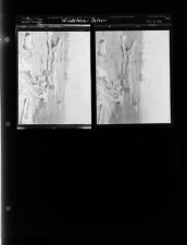 Belvoir Wind Storm (2 Negatives), 1951 [Sleeve 53, Folder d, Box 1]