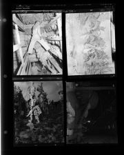 First Tobacco Put In (4 Negatives), 1952 [Sleeve 3, Folder e, Box 1]