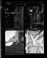 First Tobacco Put In (4 Negatives), 1952 [Sleeve 5, Folder e, Box 1]
