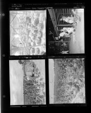 First Tobacco Put In (4 Negatives), 1952 [Sleeve 6, Folder e, Box 1]