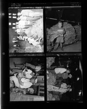 First Tobacco Put In (4 Negatives), 1952 [Sleeve 11, Folder e, Box 1]