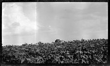 Negatives of agriculture and animals