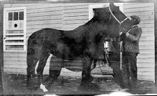 Negatives of agriculture and animals