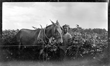 Negatives of agriculture and animals