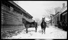 Negatives of agriculture and animals