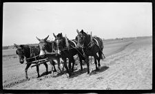Negatives of agriculture and animals