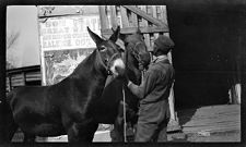 Negatives of agriculture and animals