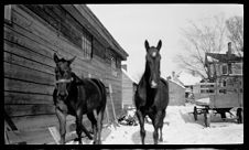 Negatives of agriculture and animals