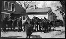 Negatives of agriculture and animals