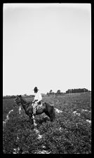 Negatives of agriculture and animals