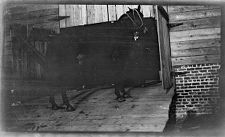 Negatives of agriculture and animals