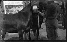 Negatives of agriculture and animals