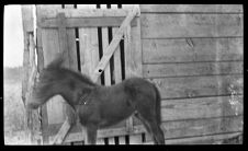 Negatives of agriculture and animals