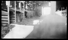 Negatives of agriculture and animals