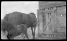 Negatives of agriculture and animals