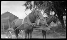Negatives of agriculture and animals