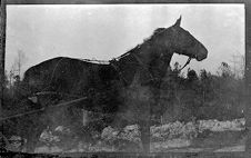 Negatives of agriculture and animals