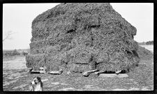 Negatives of agriculture and animals