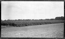 Negatives of agriculture and animals