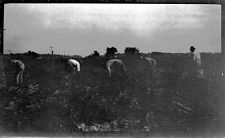 Negatives of agriculture and animals