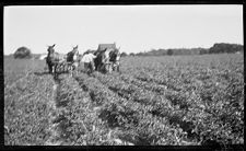 Negatives of agriculture and animals