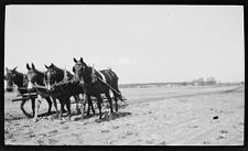 Negatives of agriculture and animals