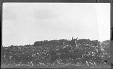 Negatives of agriculture and animals