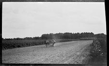 Negatives of agriculture and animals