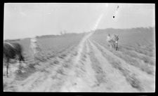 Negatives of agriculture and animals
