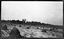 Negatives of agriculture and animals