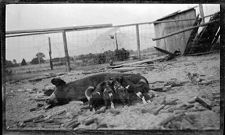 Negatives of agriculture and animals