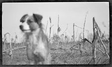 Negatives of agriculture and animals